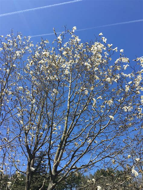 Magnolia salicifolia 'Wada's Memory' (Anis Magnolia)